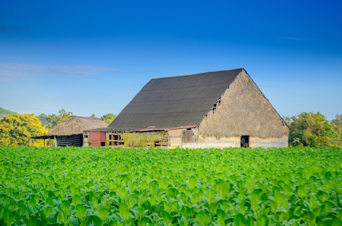 ferme culture tabac